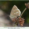 polyommatus daphnis ardon female1